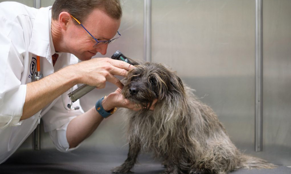 A vet in glasses examines the ear of a scruffy, gray dog using an otoscope in a clinical setting.