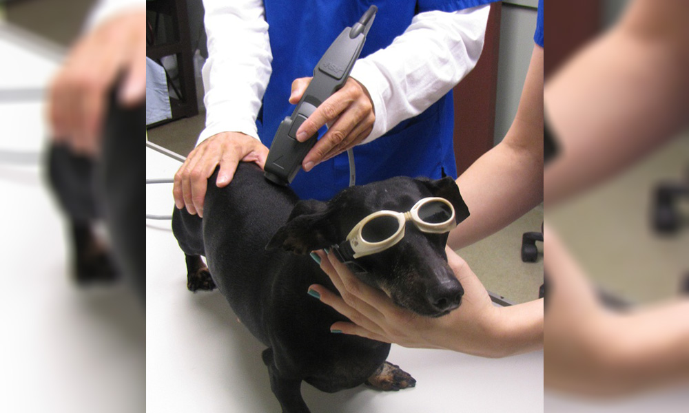 A vet using a medical device on a black dachshund wearing protective goggles, assisted by a person holding the dog, in a clinical setting.