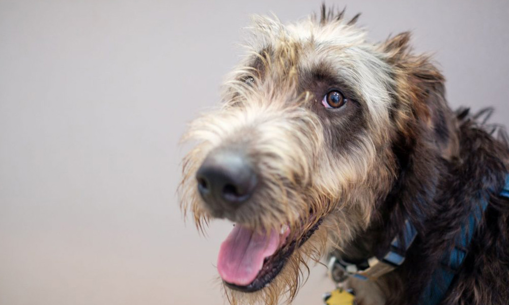 A close-up of a scruffy brown dog with a blue collar, looking to the side with its mouth open and tongue out, showing excitement or anticipation as it waits at the veterinarian's office.