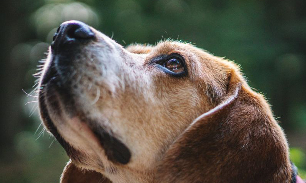 Close-up of a brown dog looking upwards with a thoughtful expression, set against a blurred green background, possibly pondering its next visit to the vet.