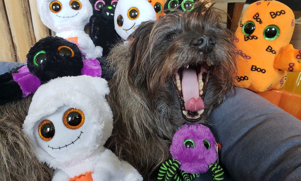 A shaggy dog yawning among various Halloween-themed plush toys at the vet's office, including a white ghost, a purple spider, and an orange pumpkin, all with big sparkly eyes.