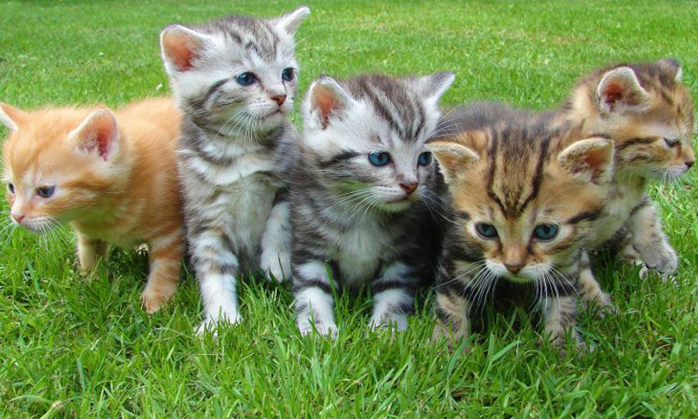 Five kittens with various fur patterns sitting on grass near a veterinarian, looking curiously to the side.