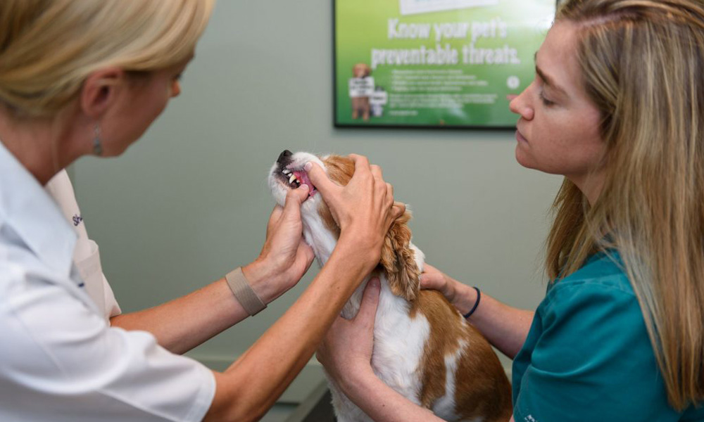 Two women, one in a white coat and the other in teal scrubs, are examining a small dog's teeth in a veterinary clinic.