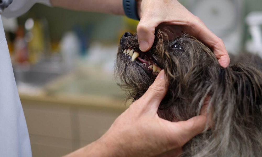 A vet examining the teeth of a small, long-haired gray dog in a clinic, focusing on its open mouth and dental health.