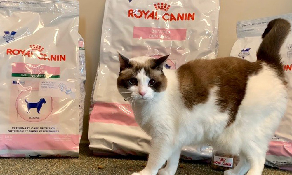 A Siamese cat with a dark brown and white coat standing in front of several large bags of Royal Canin dog food in a veterinarian clinic.