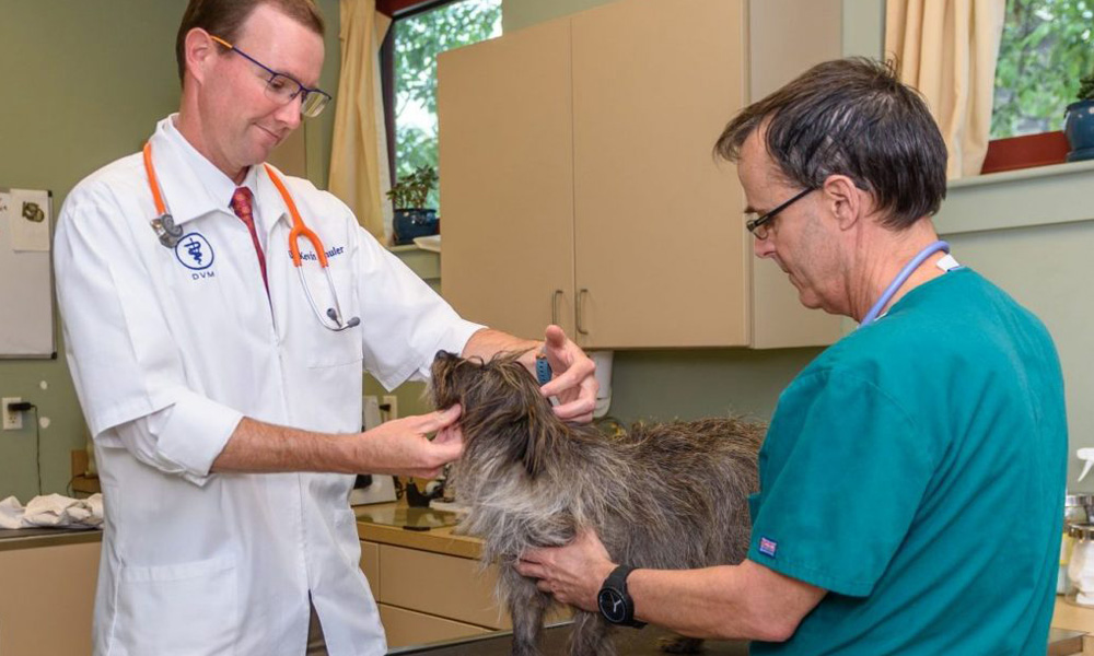 Two veterinarians, one male in a white coat and one female in green scrubs, examining a medium-sized grey shaggy dog in a veterinary clinic setting.