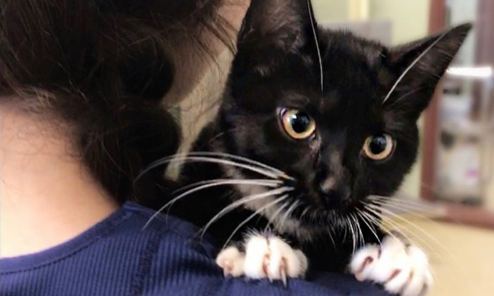 A black and white kitten with striking yellow eyes clings onto a veterinarian's shoulder, peeking inquisitively over it.