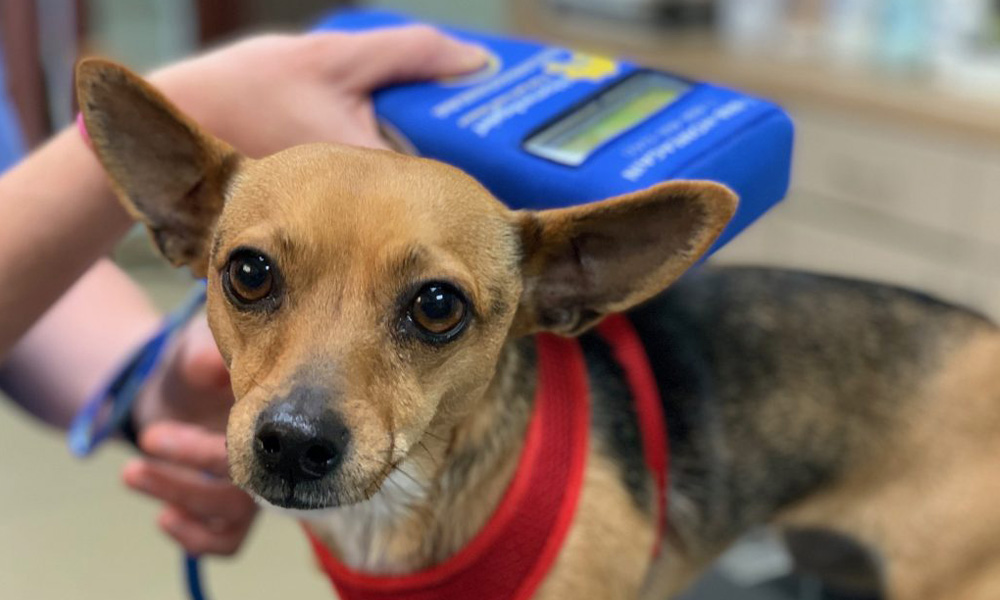 A close-up photo of a small dog wearing a red harness, being scanned with a blue microchip reader held by a veterinarian's hands. The dog's ears are perked and it looks directly at the camera.