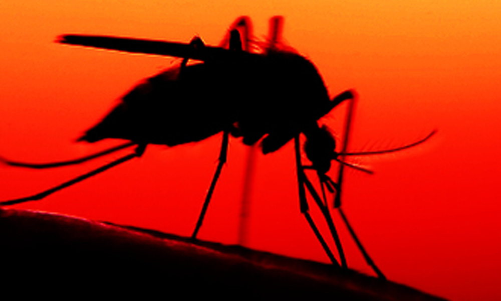 Silhouette of a mosquito perched on a surface against a vivid orange-red background, illustrating its thin legs and proboscis as studied by veterinarians.