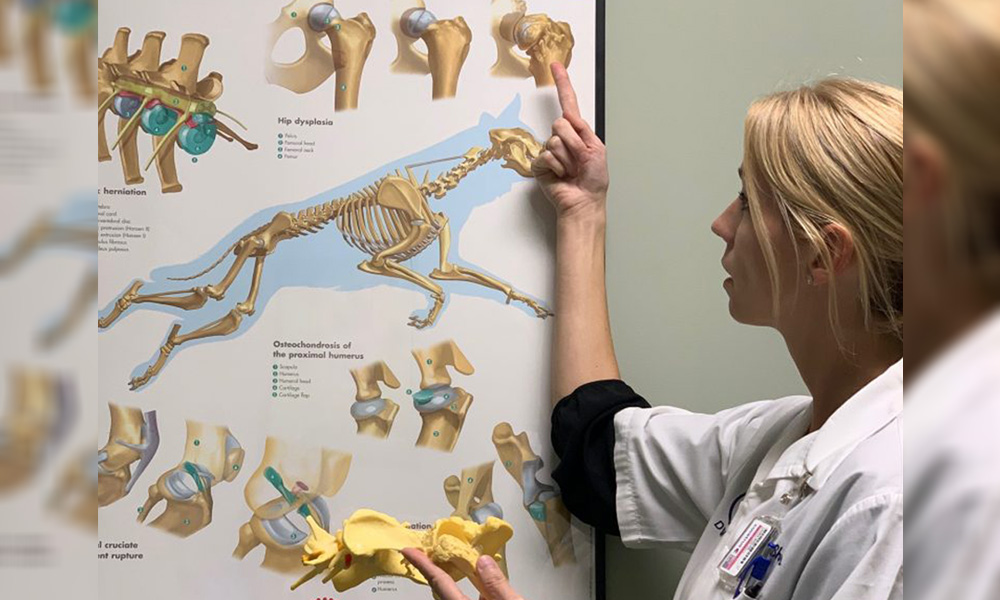 A female veterinarian is pointing to a wall chart displaying various aspects of dog skeletal anatomy while holding a model of a dog's bone.