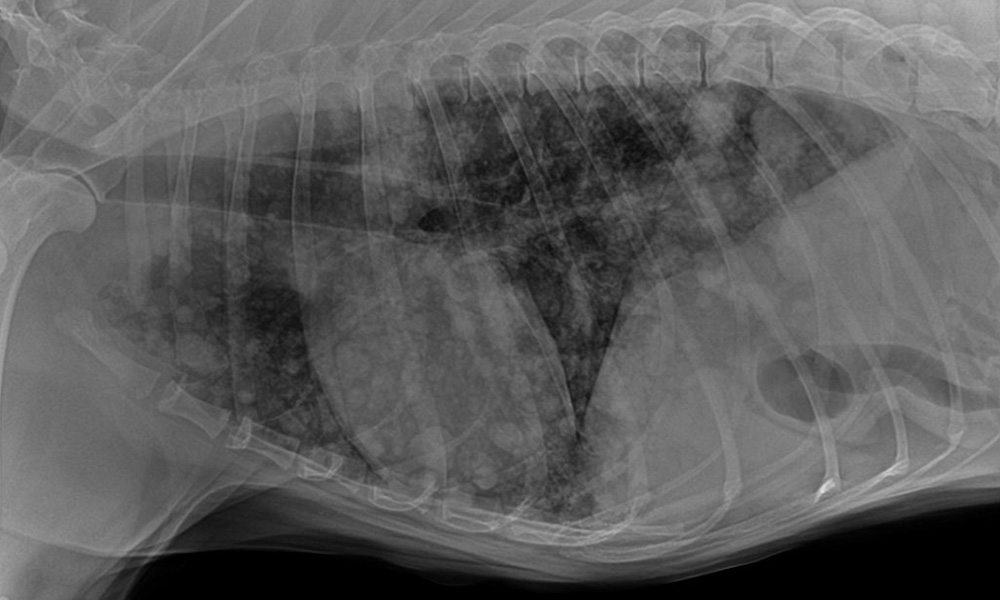 X-ray image captured by a veterinarian of a dog showing a clear view of the skeletal structure of the spine, ribs, and a visible foreign object in the stomach area.