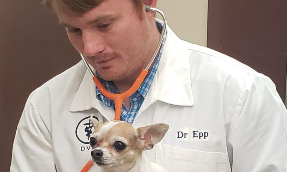 A vet, identified by his white coat labeled "dr. epp," examining a small chihuahua dog in a clinic setting. His focus is on the dog, which looks up at him attentively.