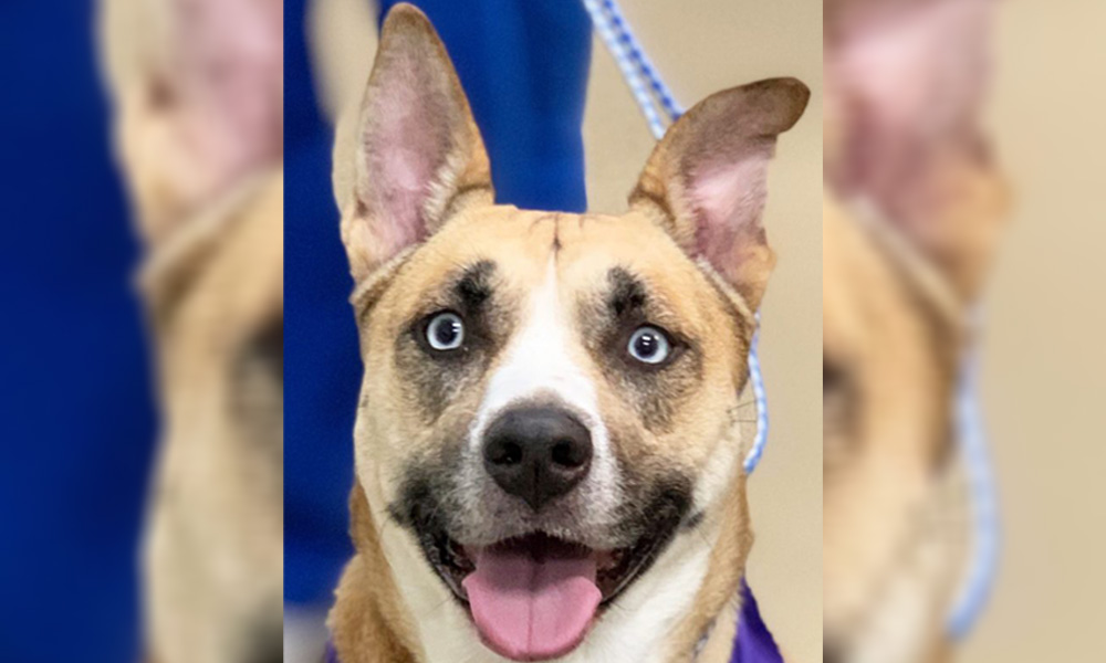 A close-up of a happy dog with unique facial markings, one brown eye and one blue eye, tongue out, against a blurred blue background outside a veterinarian's office.