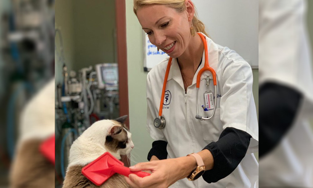 A female vet in a white coat and orange stethoscope smiles while examining a Siamese cat wearing a red bow in a clinic.