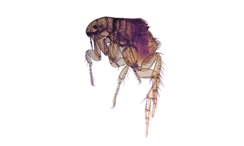 A detailed microscopic image of a flea isolated on a plain white background, showing its intricate body structure and appendages, often studied by veterinarians.