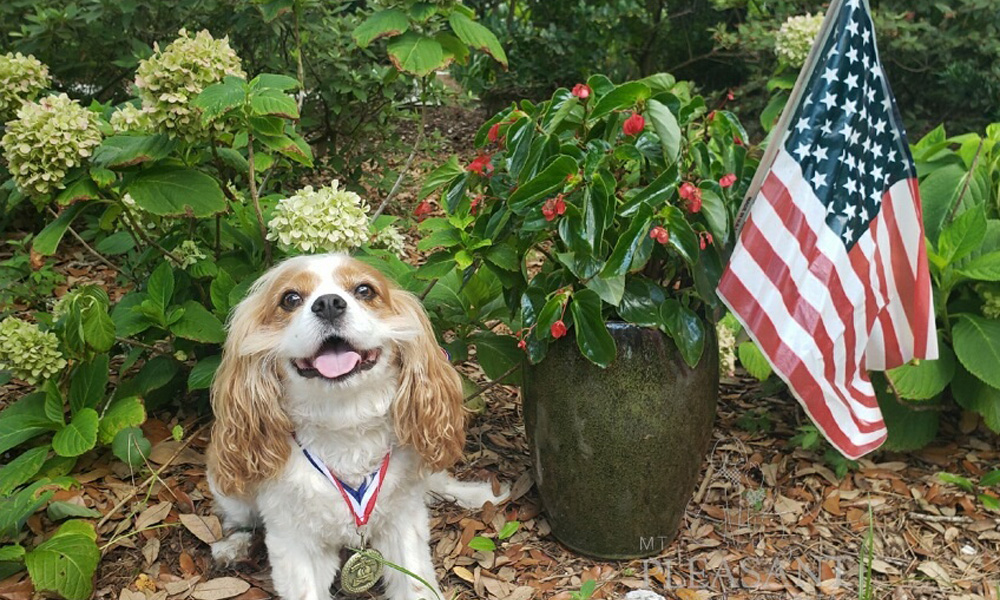 A cheerful cavalier king charles spaniel, wearing a medal from a vet, sits in a garden next to a potted plant with red berries and an American flag.