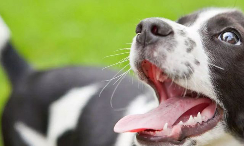 Close-up of a happy black and white dog with its tongue out, looking up at the veterinarian, set against a vibrant green blurred background.