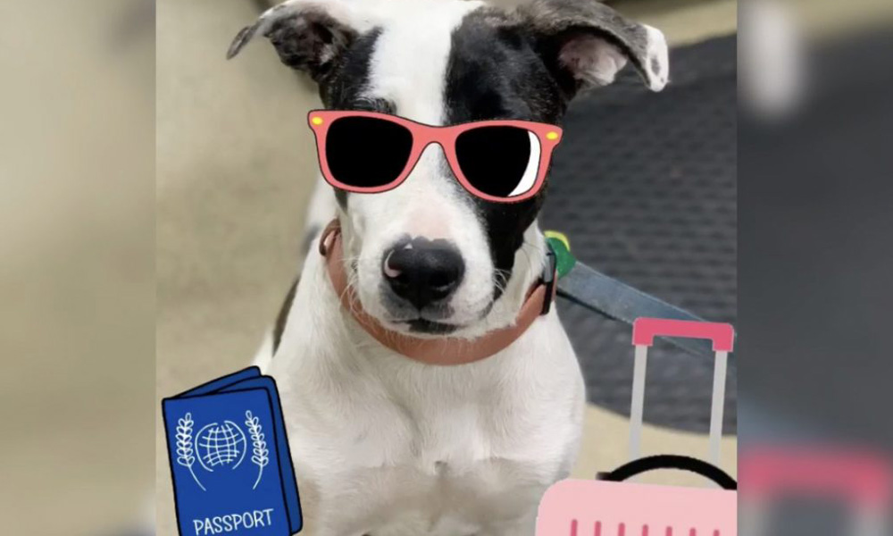 A dog with a black and white face wearing pink sunglasses, with illustrations of a blue passport and pink suitcase nearby, suggesting travel readiness to visit the veterinarian.