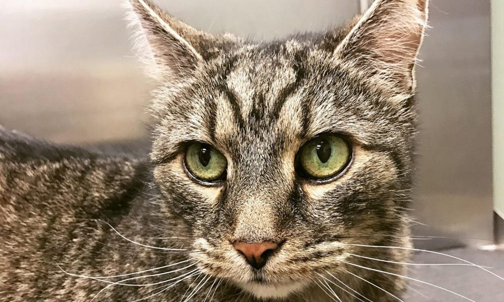 Close-up of a tabby cat with striking green eyes and distinct striped fur, staring intently at the camera against a blurred metallic background at the vet's office.