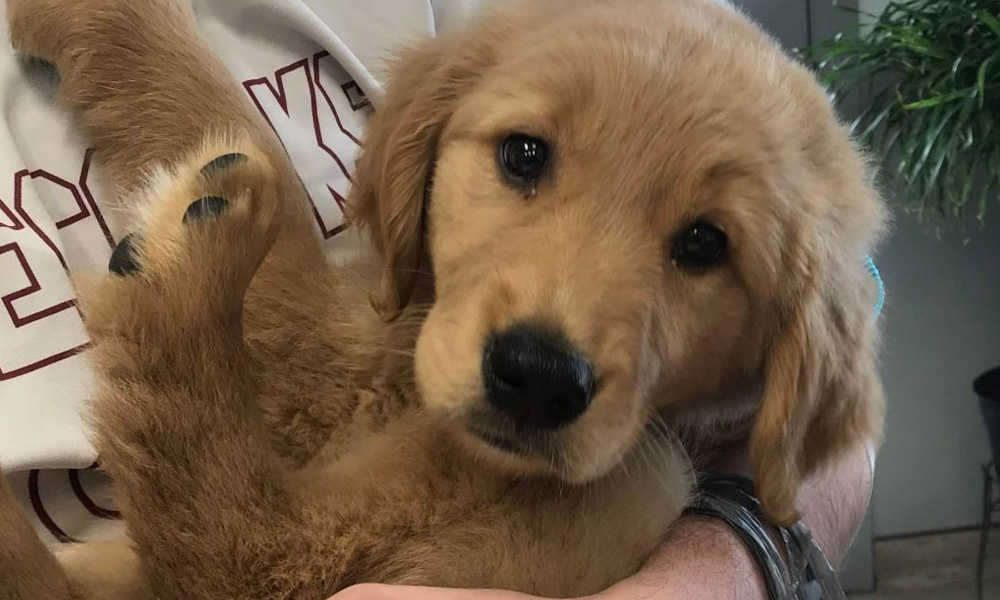 A close-up of a small golden retriever puppy being held gently in a veterinarian's arms, looking directly at the camera with a soft, curious expression.