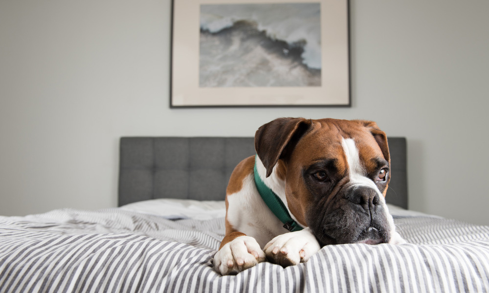 A brown and white boxer dog lying on a striped bedspread, facing the camera with a solemn expression, possibly pondering its next visit to the vet, with a framed abstract ocean painting in the background.