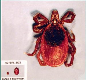 An image of a tick at two life stages: unfed and engorged. The main photo, useful for veterinarians, shows an engorged tick, significantly larger, beside a scale representation of its smaller, unfed size.