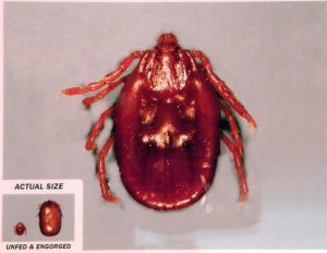 An image showing a veterinarian's comparison of a tick at its actual size and engorged, with a close-up of the engorged tick next to a smaller depiction of its unfed size.