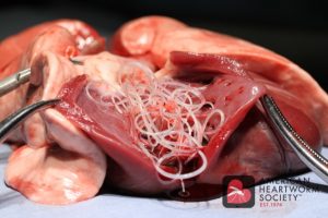 A dissected heart infected with heartworms, displayed with metal clamps holding it open, showing a mass of thread-like worms inside, prepared by a veterinarian for educational purposes.