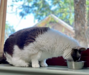 A black and white cat eating from a small bowl on a windowsill at the veterinarian's office, with a view of trees and a roof in the background.