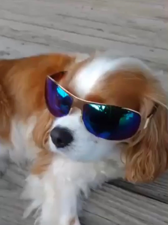 A cavalier king charles spaniel wearing reflective sunglasses, lying on a wooden floor. The sunglasses add a humorous, stylish touch to the dog's appearance, making it look like a laid-back veterinarian.