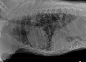 X-ray image of a dog lying on its side, captured by a veterinarian, showing detailed skeletal structure and lung shadows.