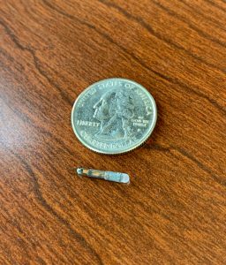 A tiny screw next to a U.S. quarter on a wooden table, highlighting the screw's minuscule size in comparison to the coin used by a veterinarian for repairs.