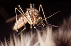 Close-up of a mosquito perched on a fuzzy surface, showcasing its detailed body and long legs, with a dark background highlighting its features, useful for veterinarian studies.