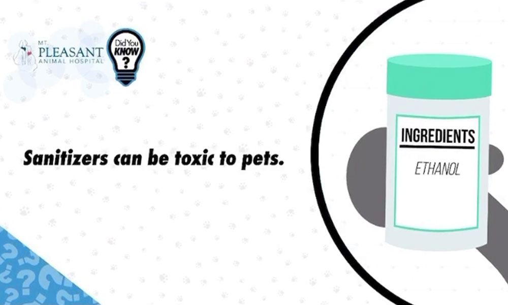 An informative graphic with a message that says "sanitizers can be toxic to pets" next to an image of a hand sanitizer bottle labeled "ethanol", with logos for Mt. Pleasant Animal Hospital and DidYouKnow, endorsed by a veterinarian.