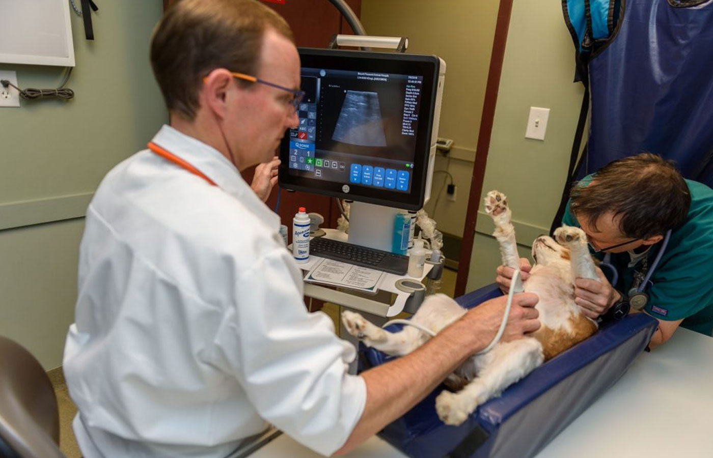 animal hospital dr. shuler, dvm, ultrasound diagnostics on pet