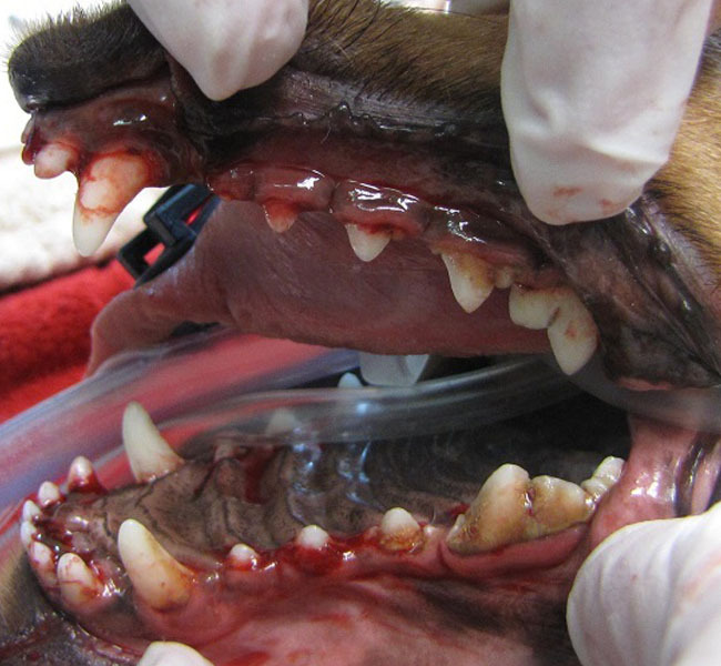 canine before dental care at vet clinic