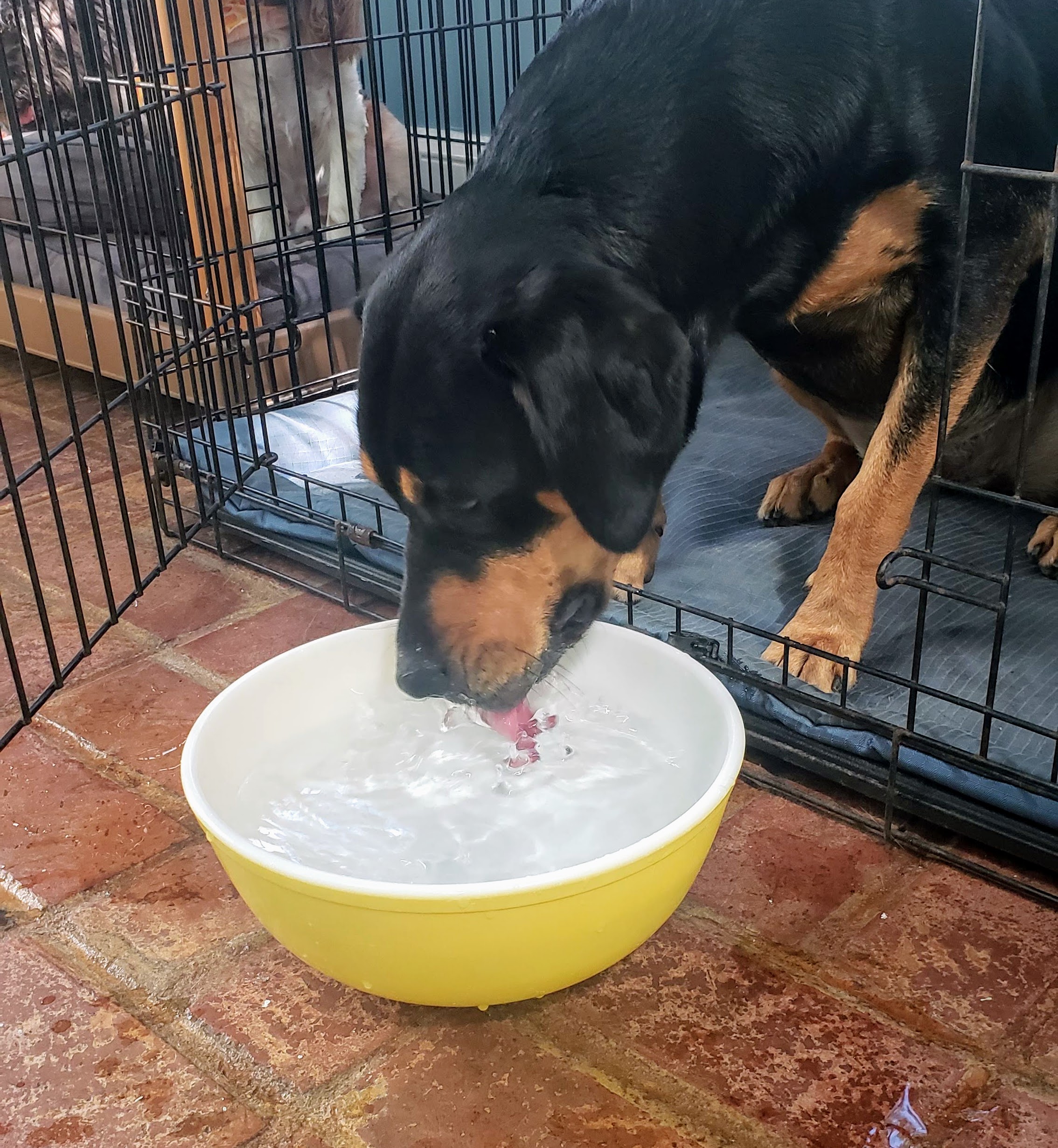 A large black and tan dog drinking water from a yellow bowl inside a metal crate at the veterinarian's, set on a brick floor.