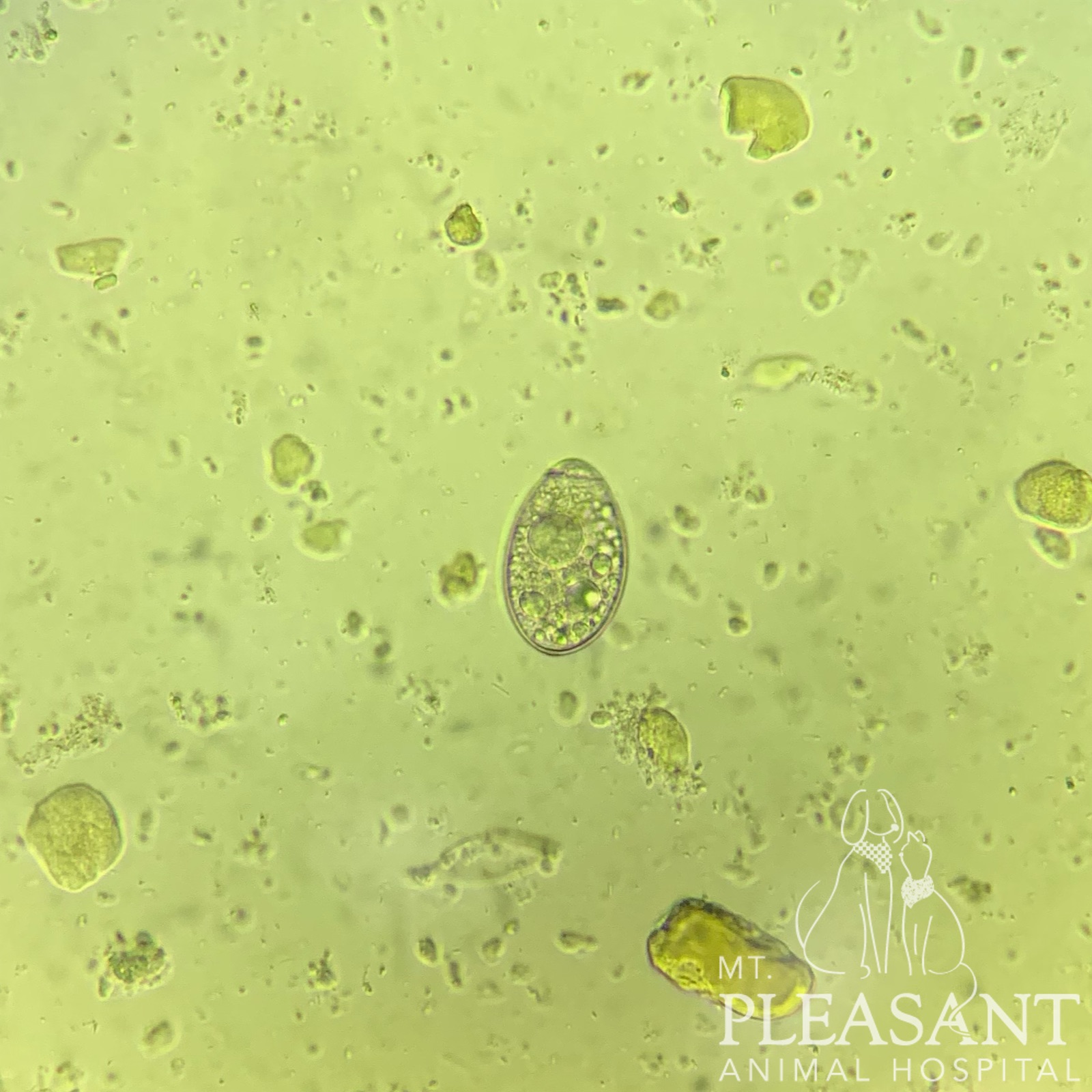 Microscopic view of a single, oval-shaped parasite egg among smaller particles, with the logo of Mt. Pleasant Animal Hospital at the bottom, vetted by our leading veterinarians.