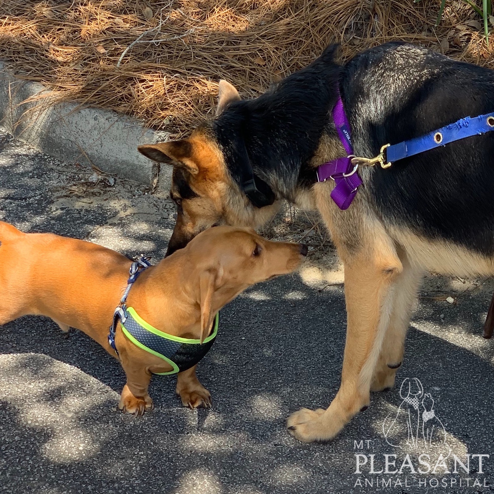 Two dogs, a small tan dachshund in a green harness and a larger German shepherd who just visited the vet, sniff each other on a sunny day, surrounded by dried pine needles. The German shepherd wears a purple leash.