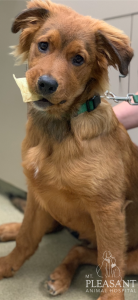 A young brown dog with a fluffy coat holds a small paper note in its mouth, wearing a green collar, in a vet clinic setting.