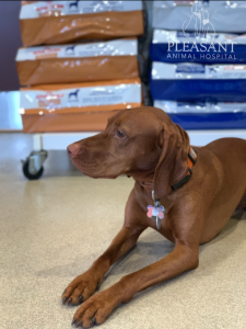 A sleek brown dog sits on a veterinary clinic's floor, looking intently to the side, with stacks of pet food and a sign reading "pleasant animal hospital" in the background.