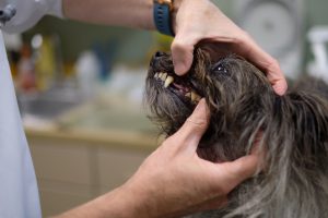 examining dog teeth mount pleasant sc