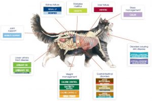 veterinarian approved feline nutrition