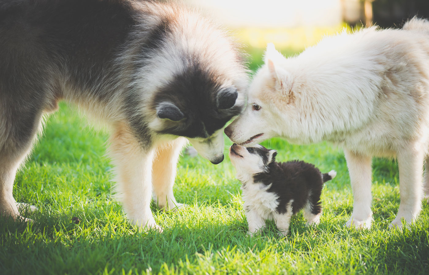 Two large dogs, one dark and one white, gently sniff a small, fluffy, black-and-white puppy in a sunlit grassy field as they wait for their vet appointment.