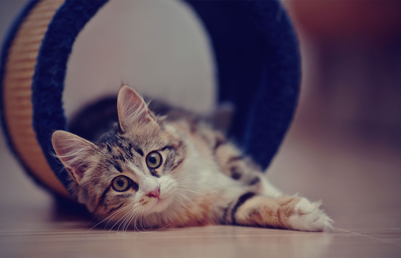 A young tabby cat lies on a wooden floor, stretching out of a circular toy tunnel, gazing directly at the camera with wide, curious eyes awaiting its next check-up at the vet.