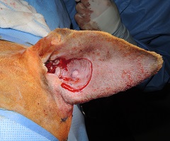 Close-up image showing a medical condition with a large open wound on the side of the face of a veterinary patient. The image is graphic with visible blood and tissues.