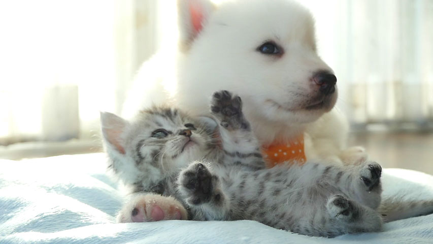 A fluffy white puppy and a tiny grey kitten lie together on a soft blanket, with the kitten playfully raising its paw towards the puppy's face as they rest after a visit to the vet.