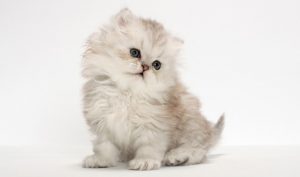 A small fluffy Persian kitten with light fur and large, expressive eyes sits attentively on a plain white background, ready for its vet check-up.