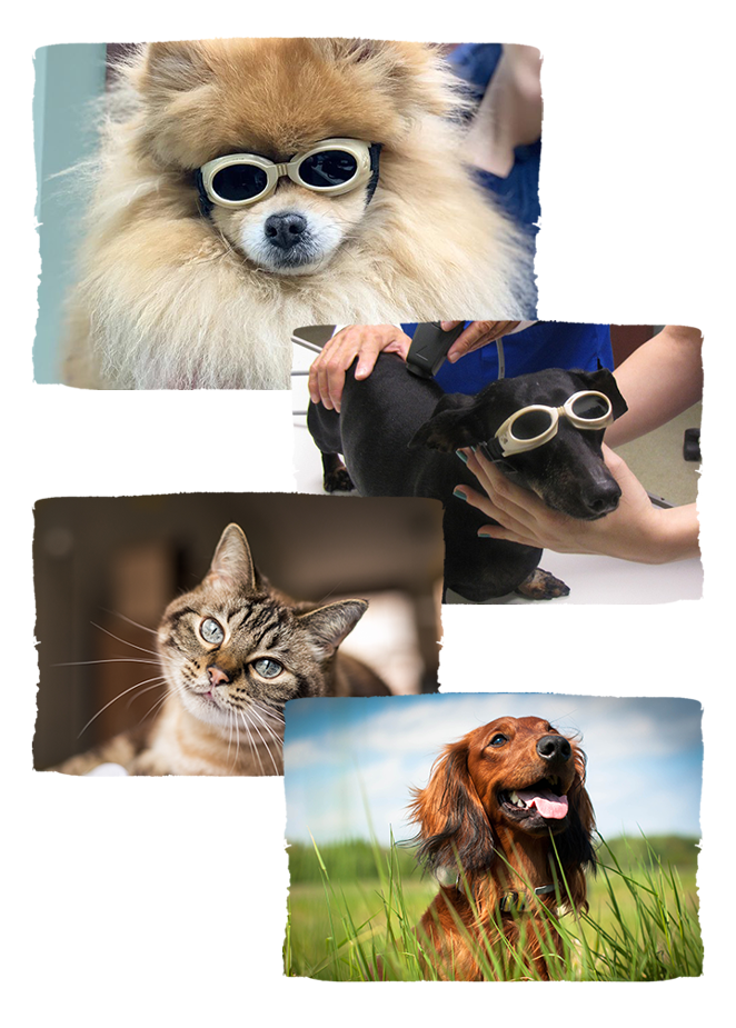 pet surgery and laser therapy animals