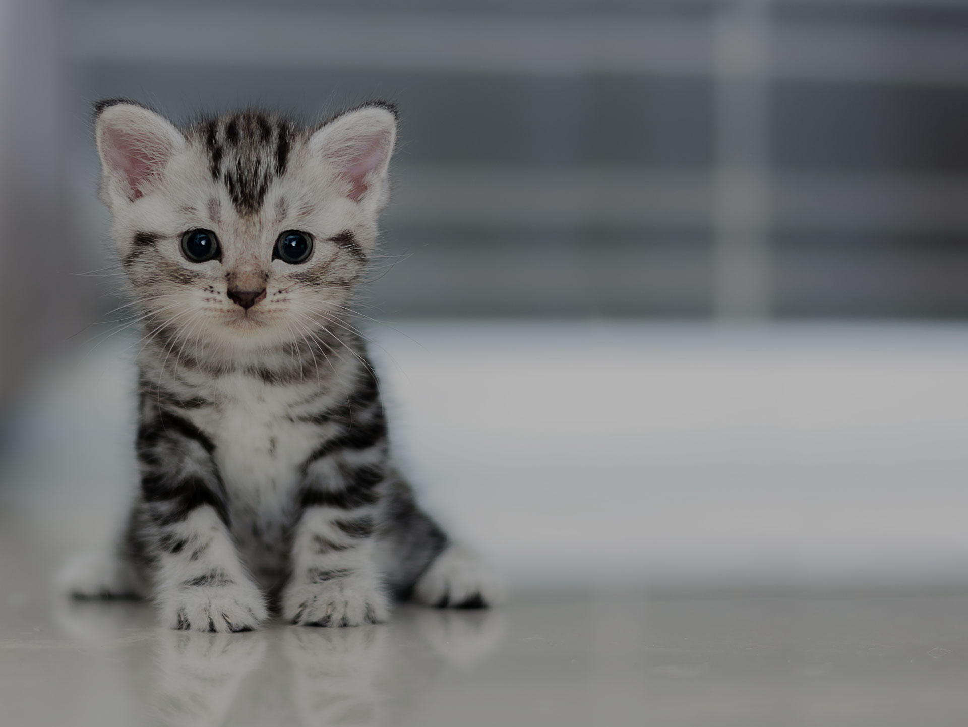 A small tabby kitten with striking blue eyes and bold stripes sits on a smooth surface at the veterinarian's office, facing forward with a soft, blurry background.